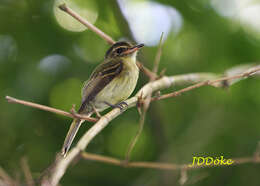 Image of Bamboo Flatbill