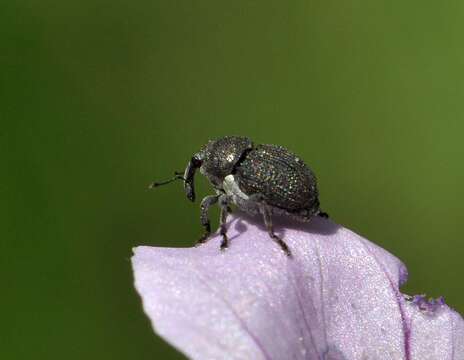 Image of Zacladus geranii