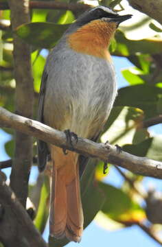 Image of Cossypha caffra caffra (Linnaeus 1771)