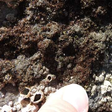 Image of Red algae