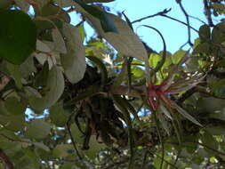 Image of Tillandsia streptophylla Scheidw.