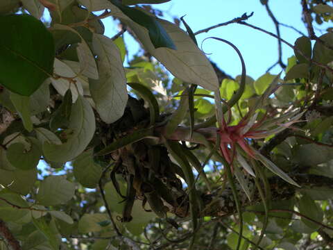 Слика од Tillandsia streptophylla Scheidw.