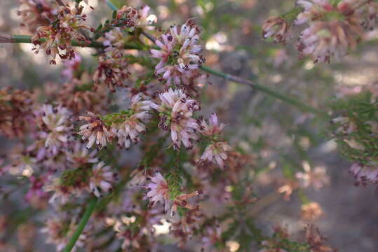 Image of Stillbay Minor Heath