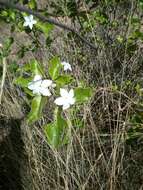 Image of Mascarenhasia lisianthiflora A. DC.