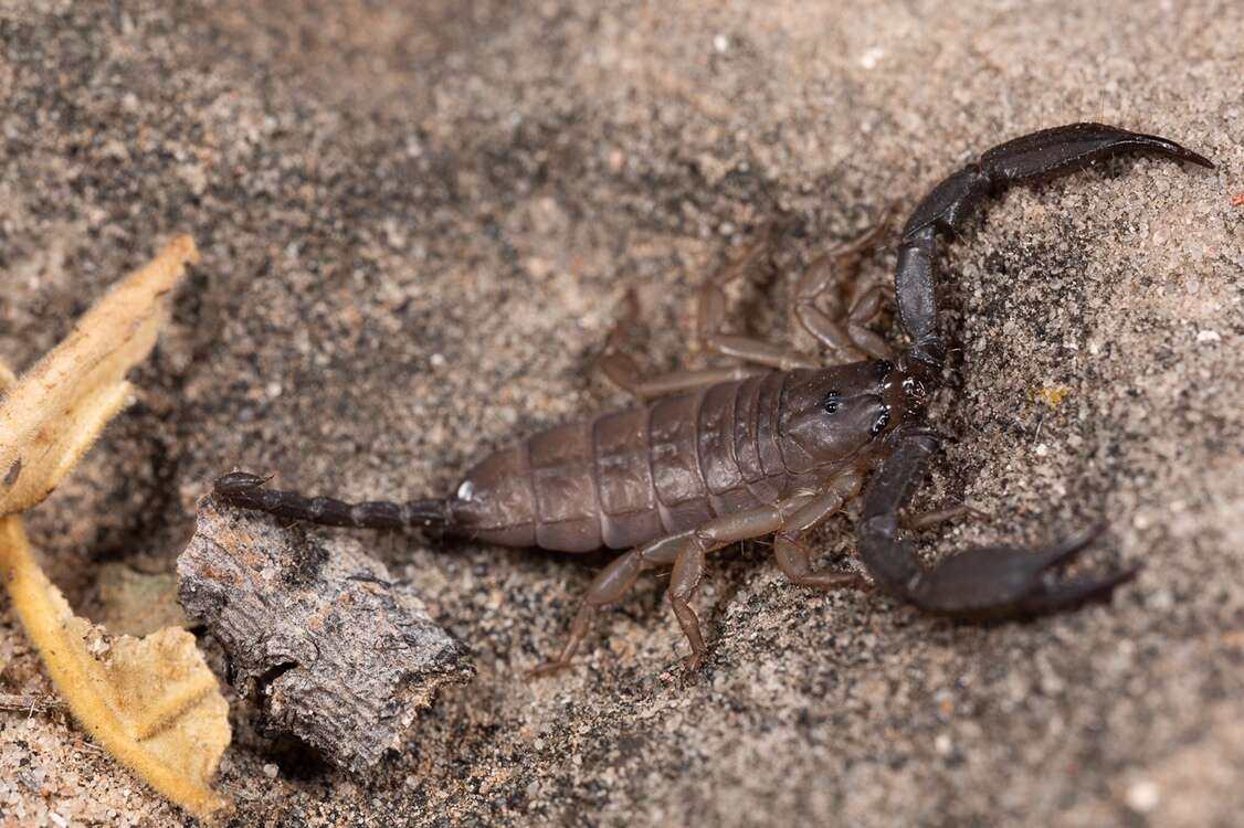 Image of Flat rock scorpion