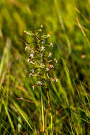 Image de Habenaria falcicornis (Lindl.) Bolus