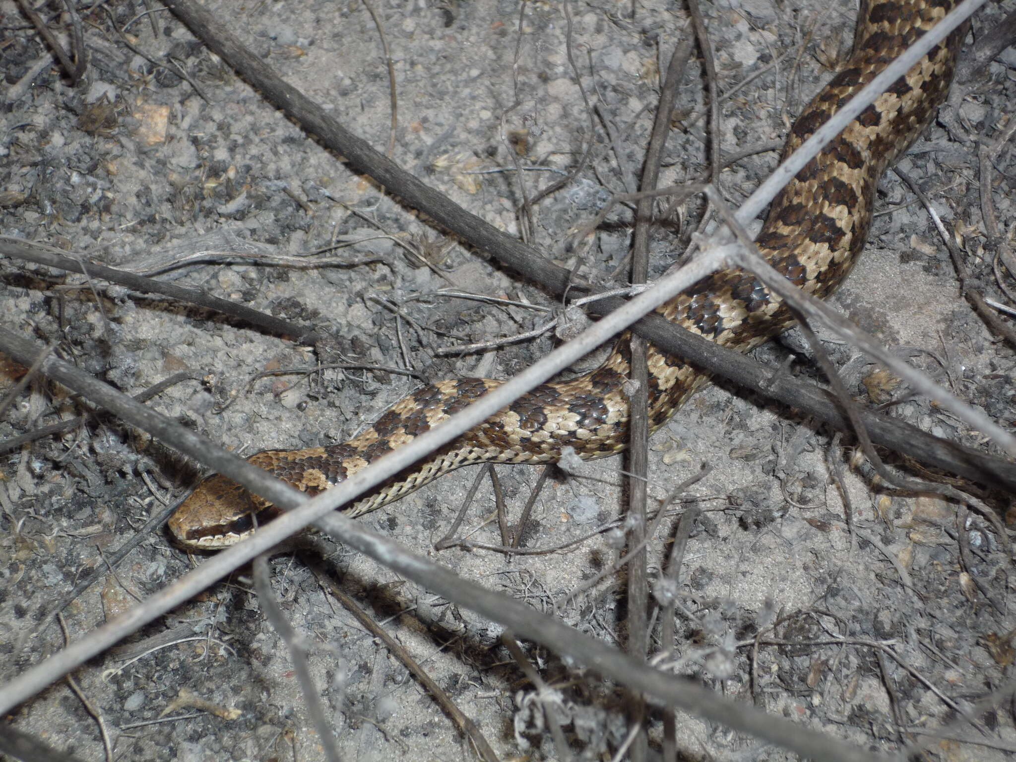 Plancia ëd Pseudalsophis elegans (Tschudi 1845)