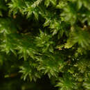 Image of oligotrichum moss