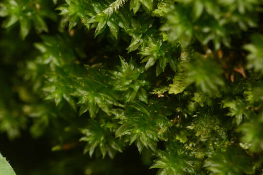 Image of oligotrichum moss