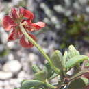 Image of Indigofera porrecta Eckl. & Zeyh.