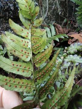 Image de Dryopteris decipiens (Hook.) O. Kuntze