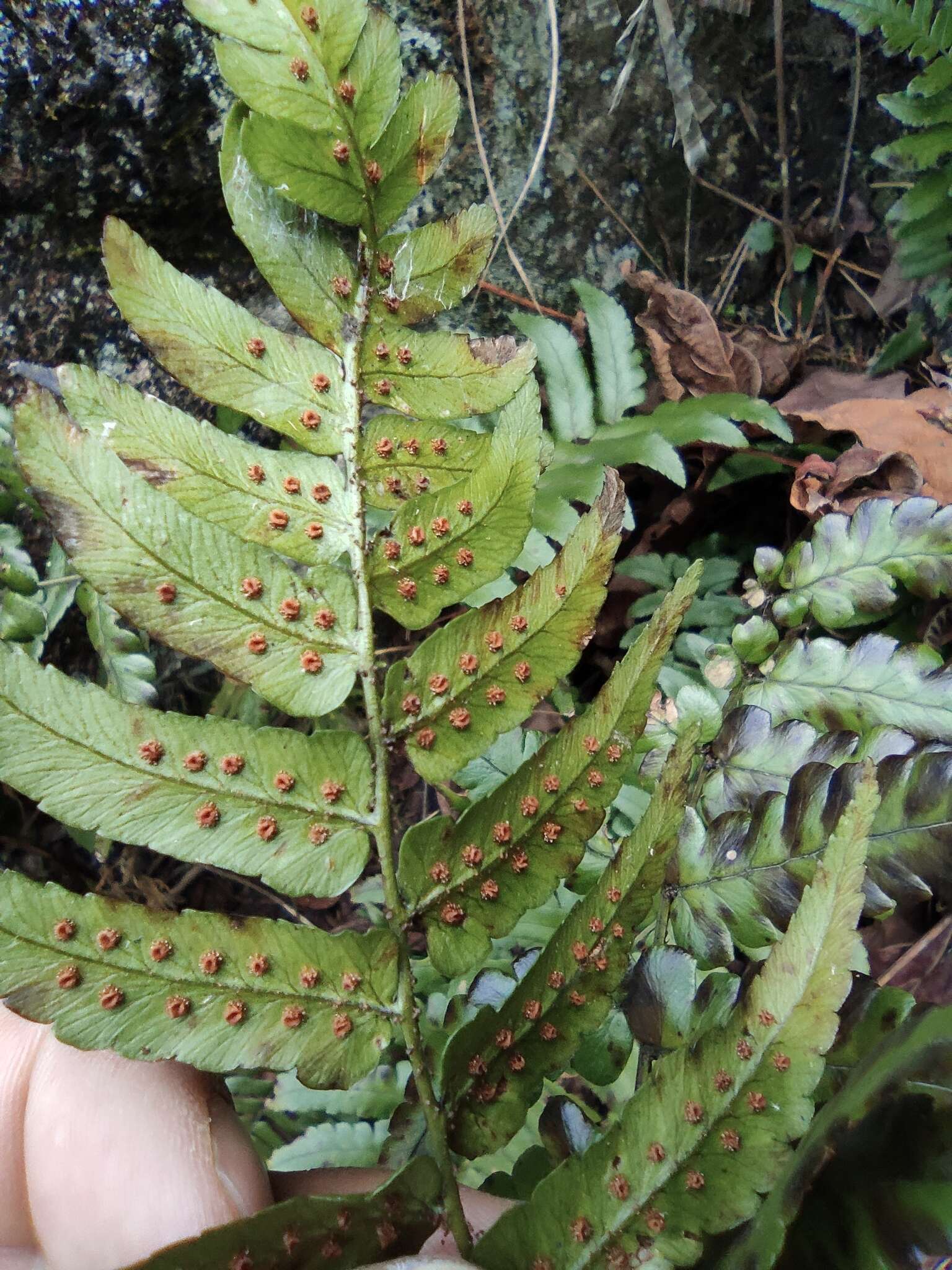 Sivun Dryopteris decipiens (Hook.) O. Kuntze kuva