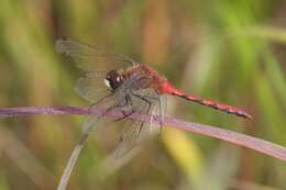 Image of White-faced Meadowhawk