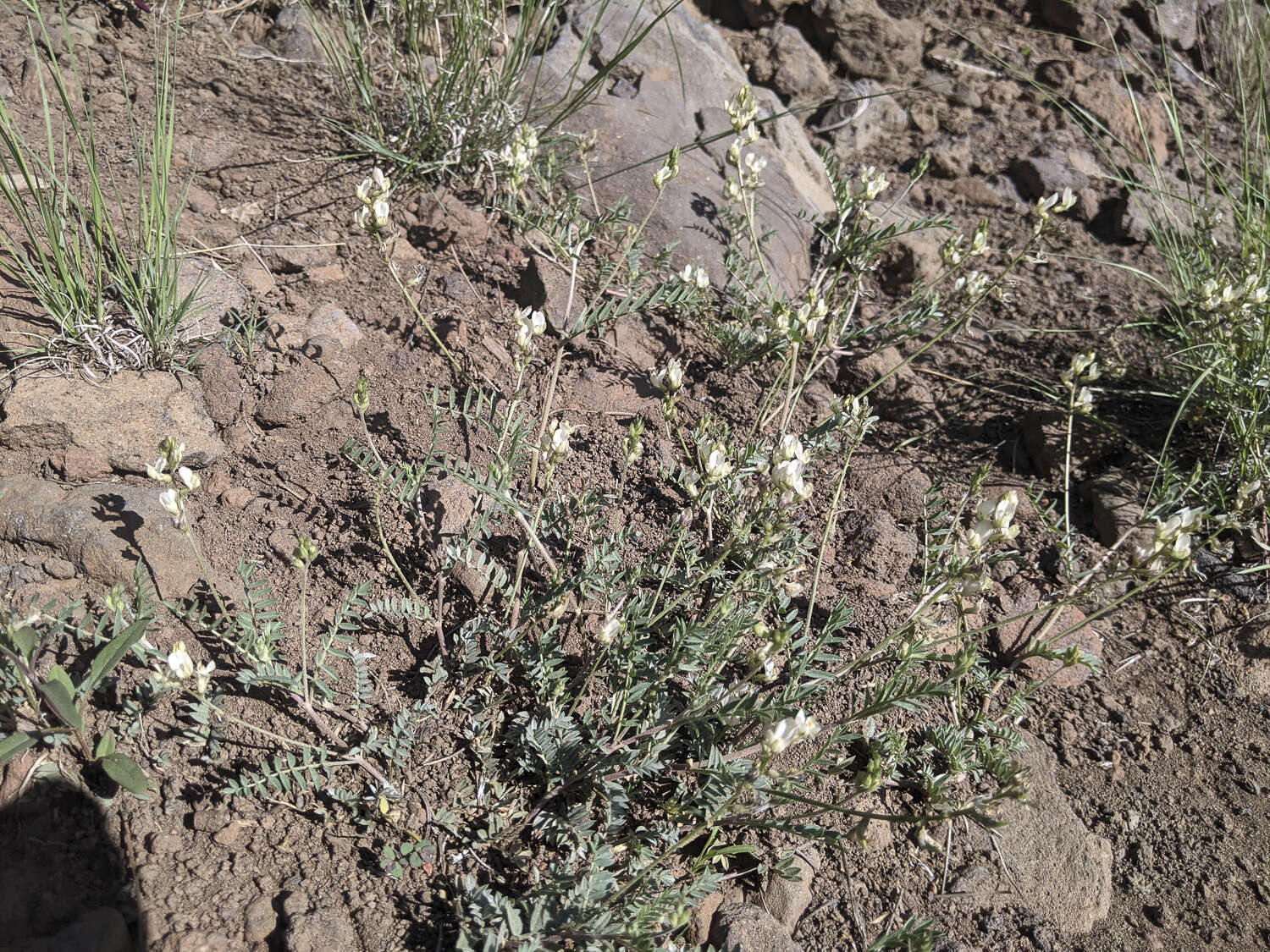 Image of Rusby's milkvetch