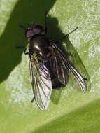 Image of Cheilosia fasciata (Schiner & Egger 1853)