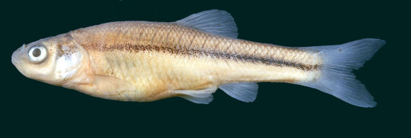 Image of Fathead Minnow
