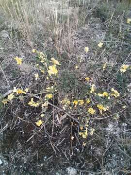 Image of Verbascum pinnatifidum Vahl