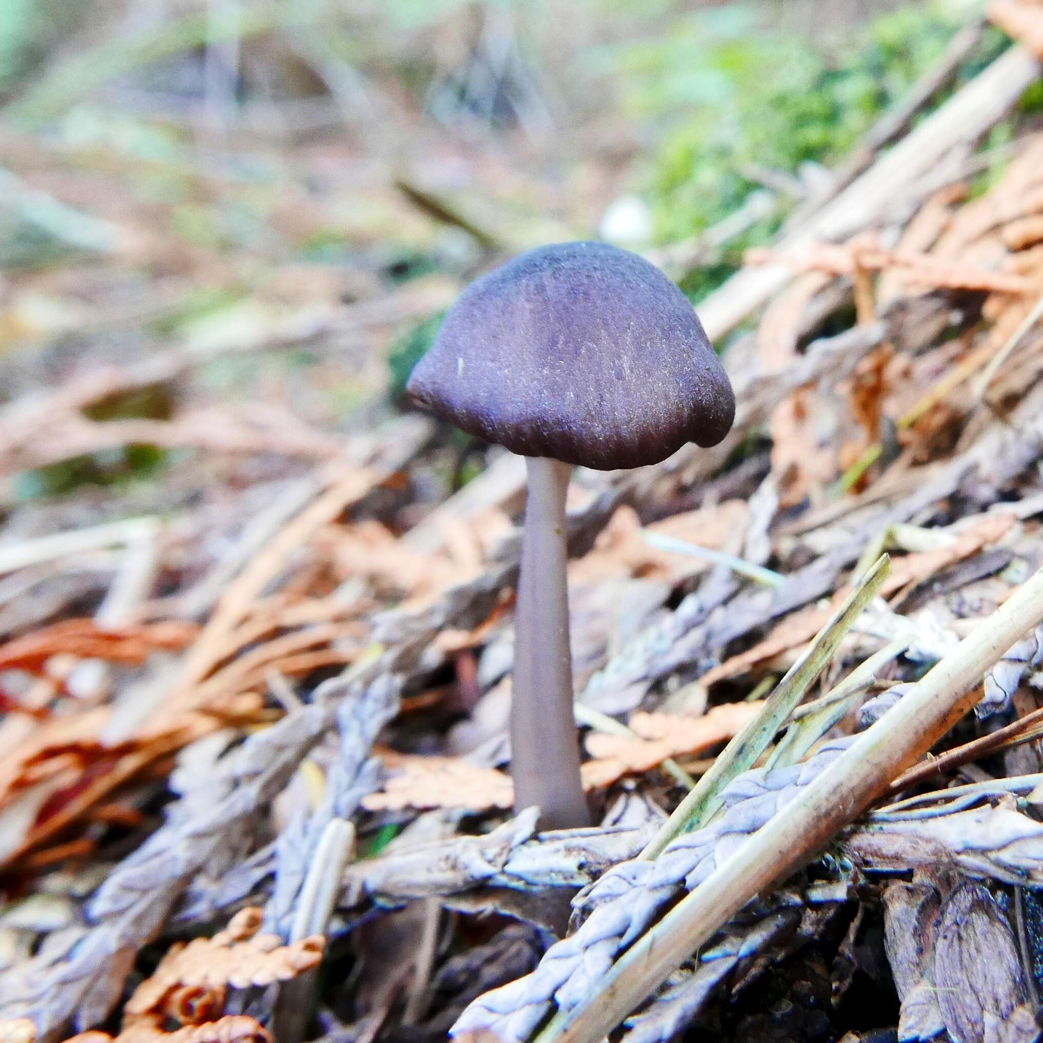 Image of Entoloma parvum (Peck) Hesler 1967