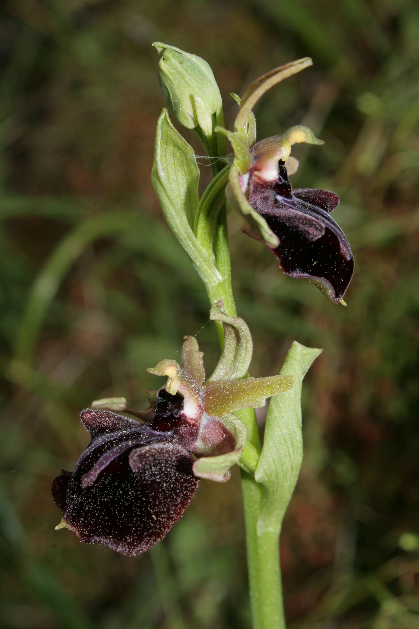 Image of Ophrys sphegodes subsp. mammosa (Desf.) Soó ex E. Nelson