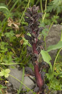 Imagem de Orobanche gamosepala Reuter