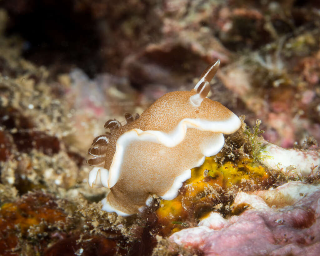 Image of Red-margined orange slug