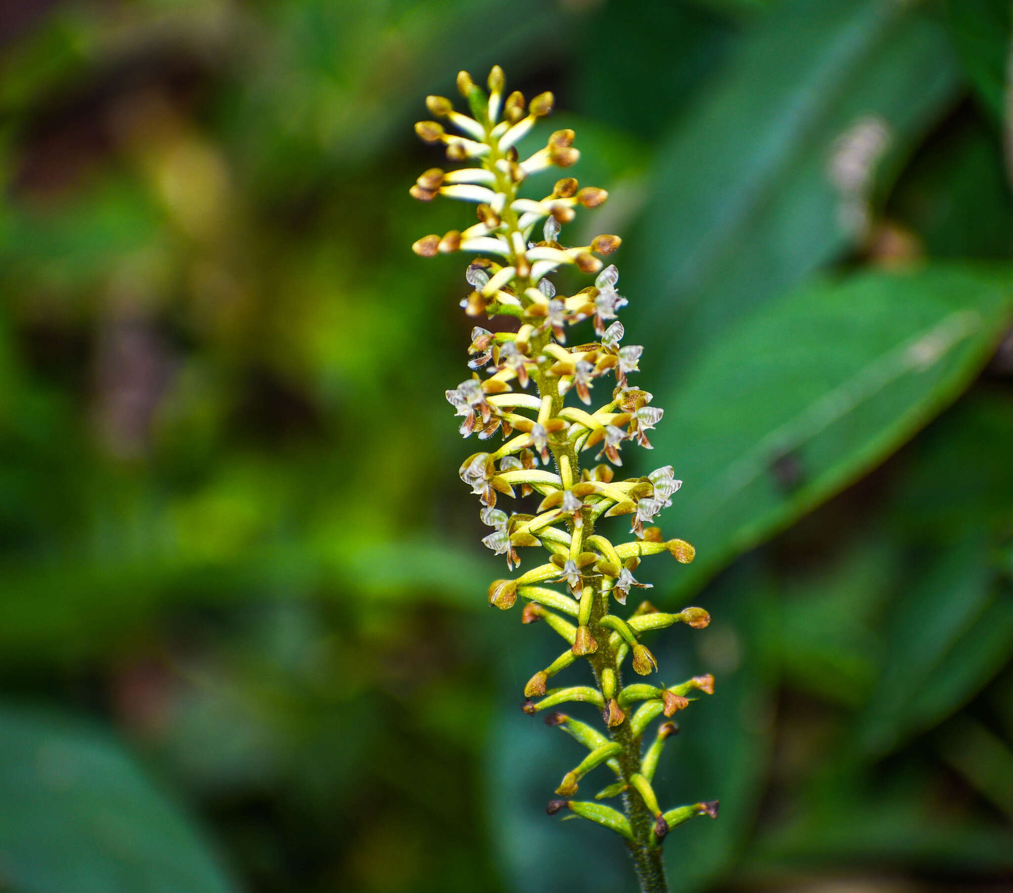 Image of Cranichis ciliata Kunth