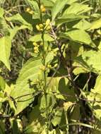 Image of Louisiana goldenrod