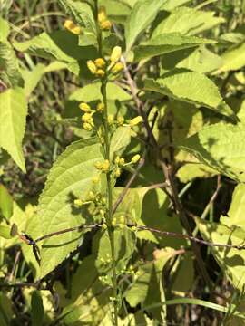 Sivun Solidago ludoviciana (A. Gray) Small kuva