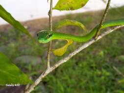 Image of Cope's Parrot Snake