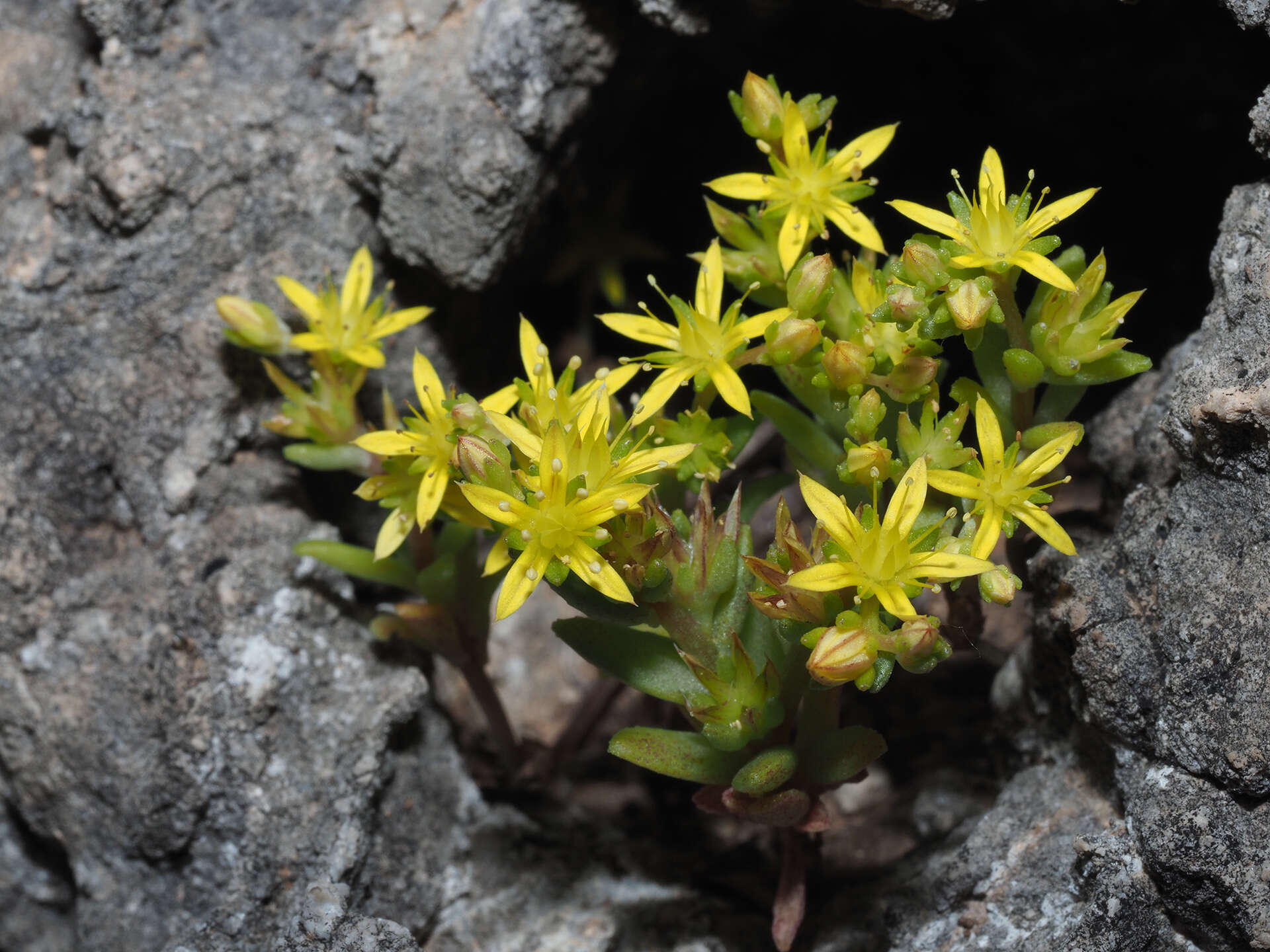 Image of Sedum praesidis H. Runemark & W. Greuter