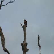 Image of Bornean Falconet