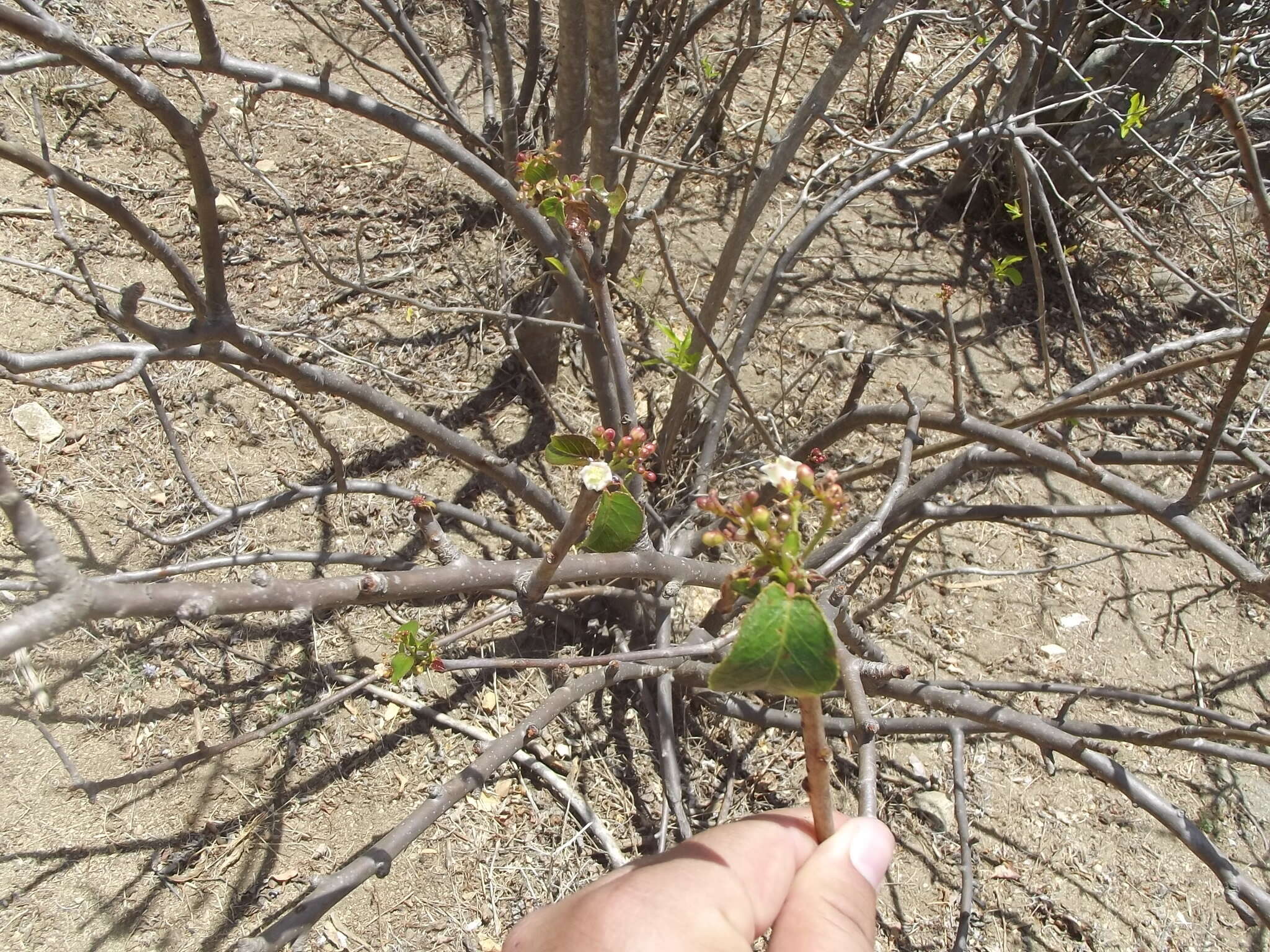 Image of Jatropha vernicosa Brandegee