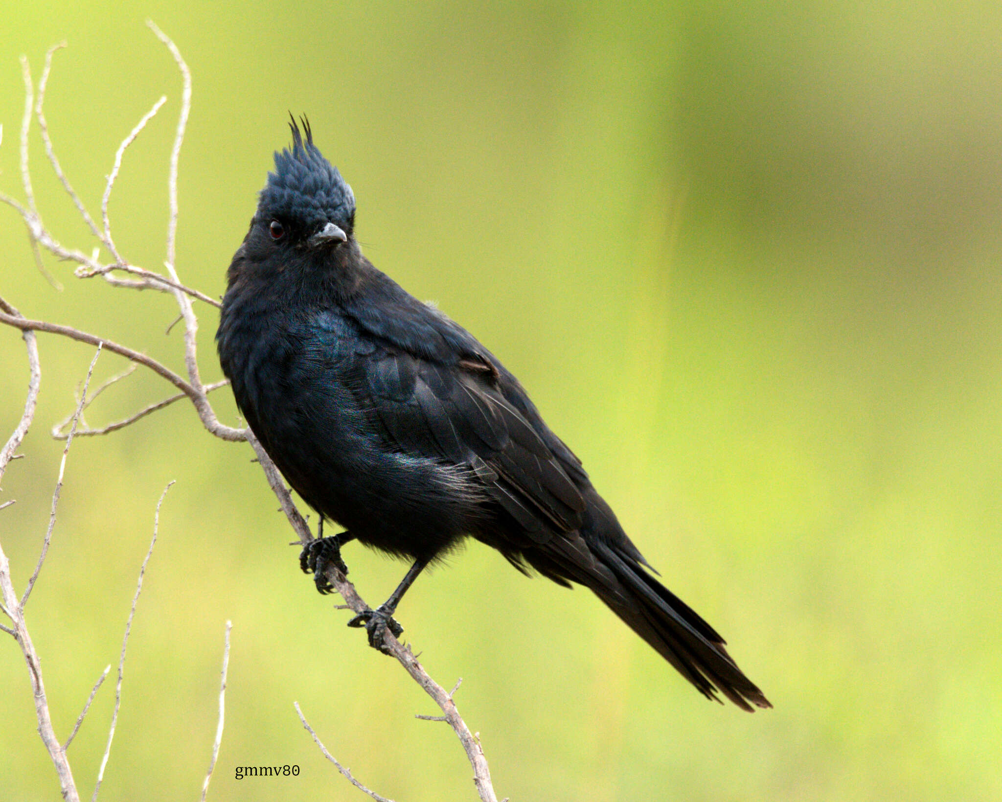 Image of Crested Black Tyrant