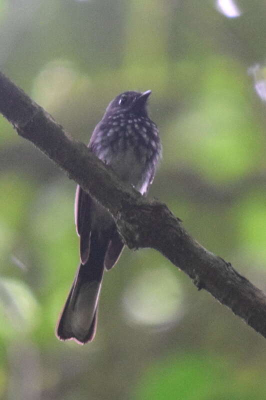 Image of Spotted Fantail