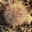 Image of Acuna Cactus