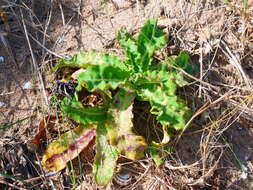 Sonchus megalocarpus (Hook. fil.) J. Black resmi