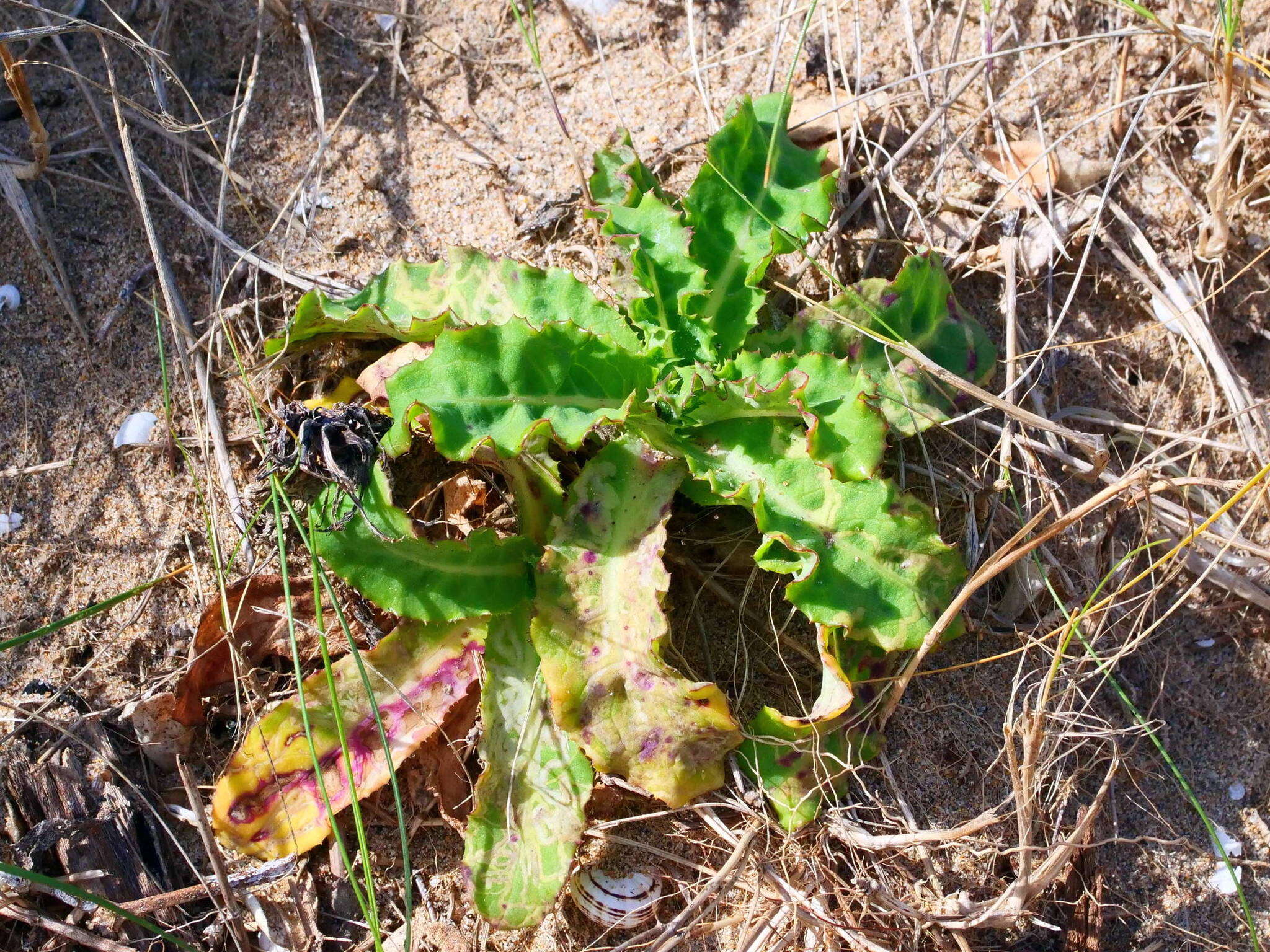 Image of Sonchus megalocarpus (Hook. fil.) J. Black