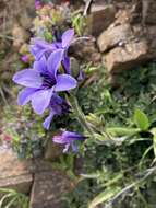 Image of Babiana fragrans (Jacq.) Steud.