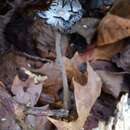 Image de Coprinopsis lagopides (P. Karst.) Redhead, Vilgalys & Moncalvo 2001