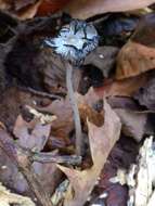 Coprinopsis lagopides (P. Karst.) Redhead, Vilgalys & Moncalvo 2001 resmi