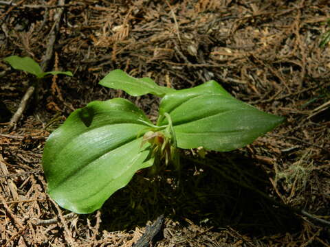 Image of Clustered lady's slipper