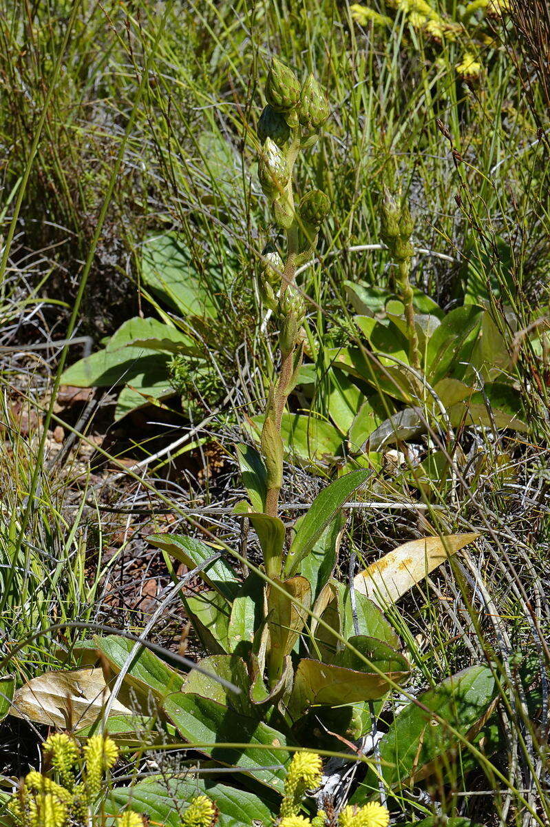 Imagem de Berkheya herbacea (L. fil.) Druce