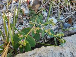 Image of Euphorbia psammogeton P. S. Green