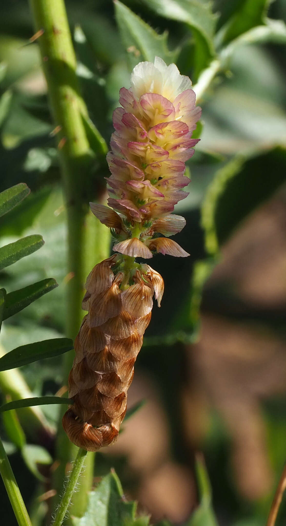 Image of Labillardiere's clover