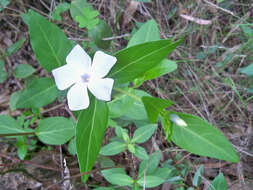 Image of Vinca difformis subsp. difformis