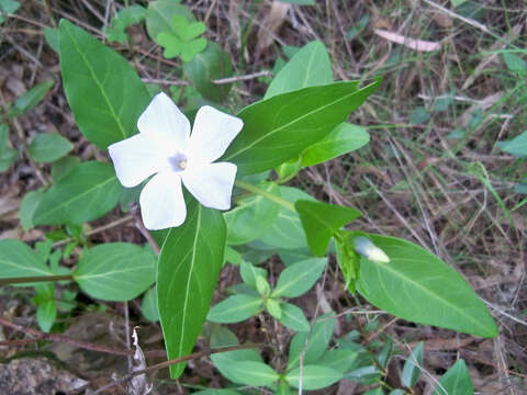 Image of Vinca difformis subsp. difformis