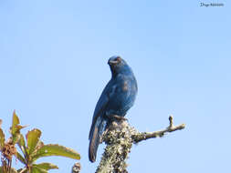 Image de Aphelocoma unicolor unicolor (Du Bus de Gisignies 1847)