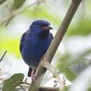 Image of Dacnis cayana baudoana Meyer de Schauensee 1946