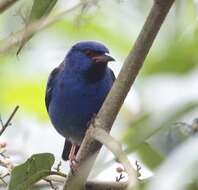 Image of Dacnis cayana baudoana Meyer de Schauensee 1946