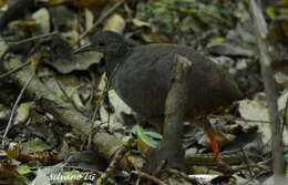 Image of Slaty-breasted Tinamou